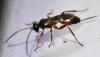 Cryptinae inconnu